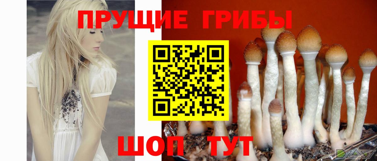 Галлюциногенные грибы Psilocybe Воскресенск